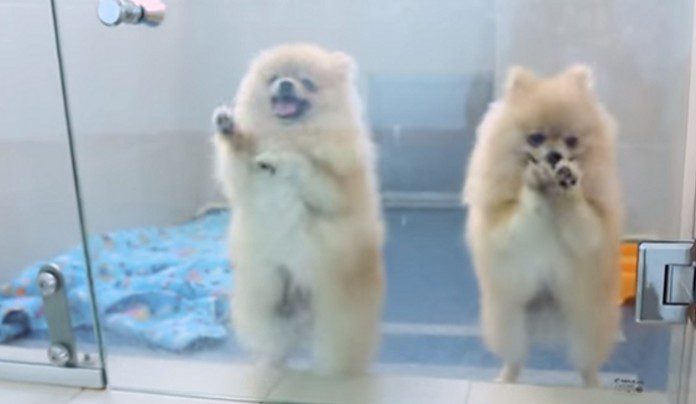 Pros and Cons of Cloning Humans Pros and Cons of Cloning Humans